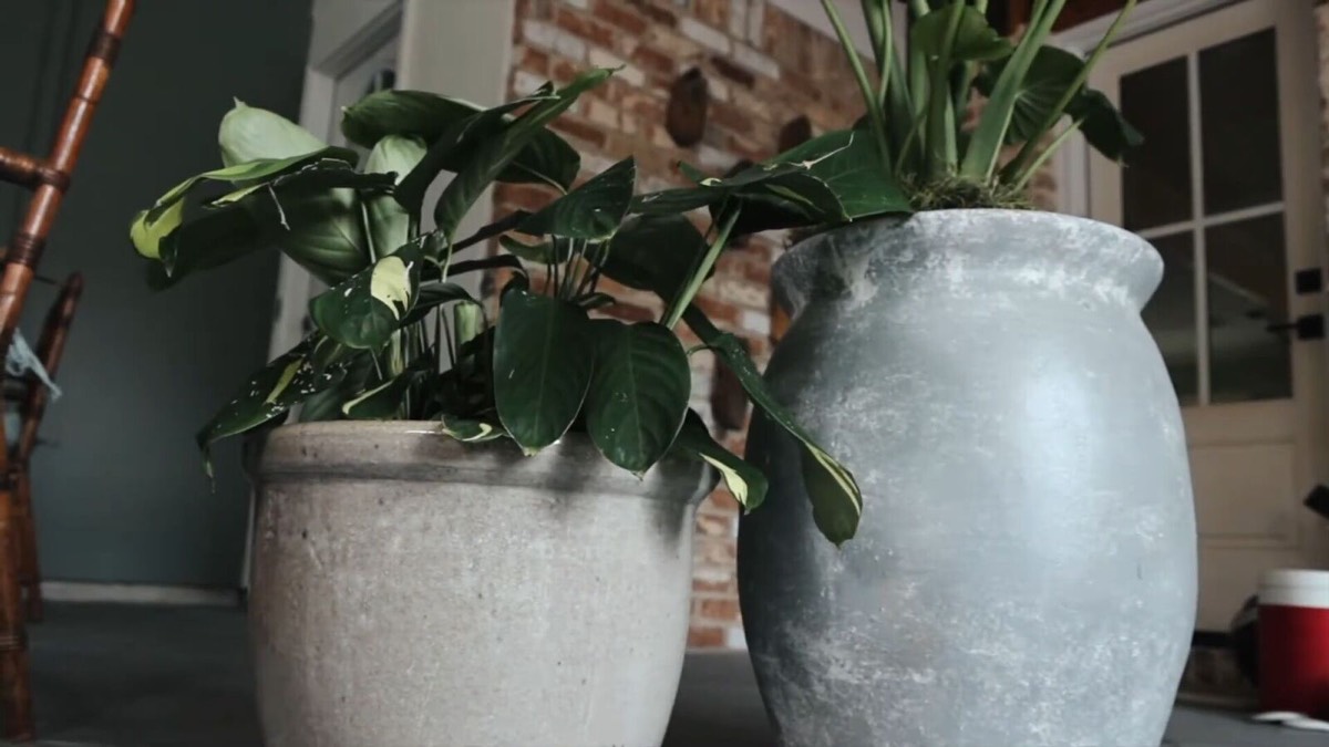 How to Find Better-Value Houseplants in the Outdoor Section