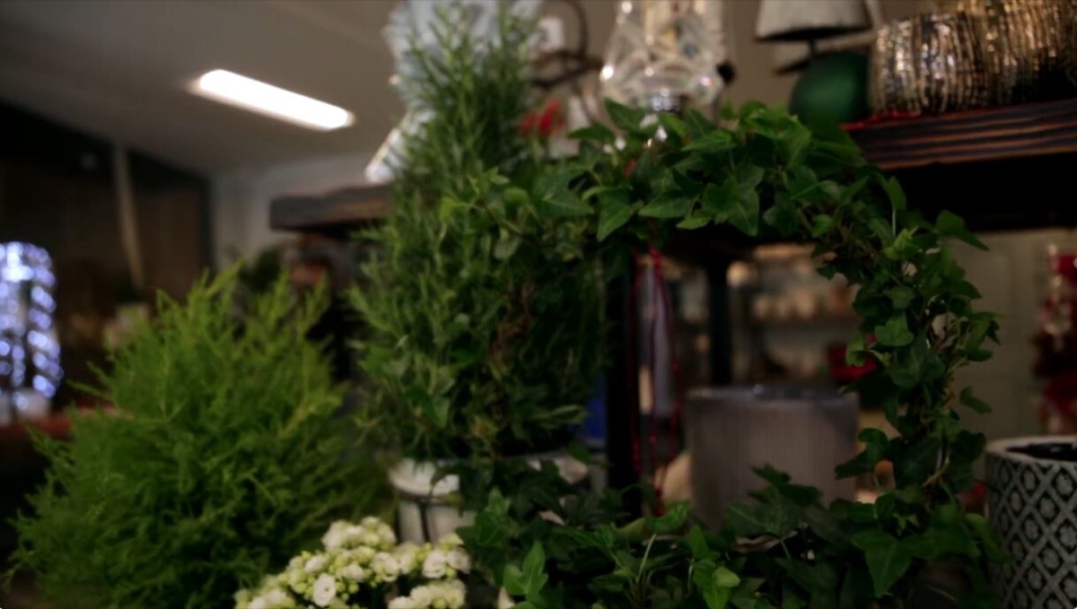Easy Holiday Plant Gift Ideas for Christmas